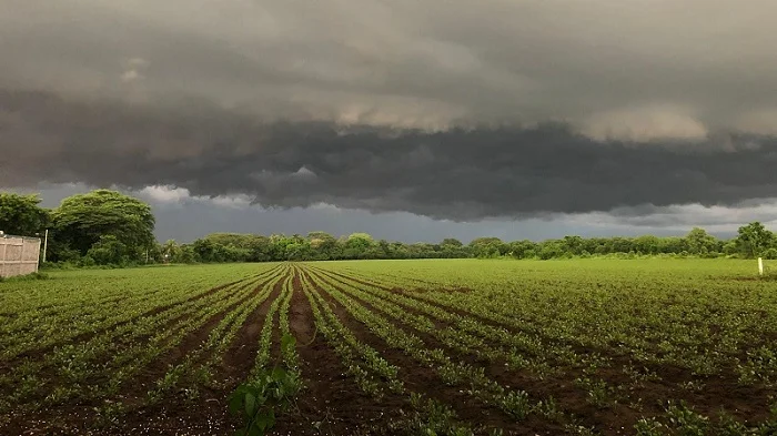 Productores de León y Chinandega han sufrido inclemencias meteorológicas