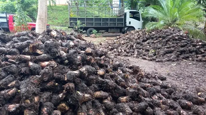 Promueven el cultivo de plátano en Chontales
