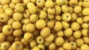 El Nancite: Un fruto exótico de América Central y del Sur