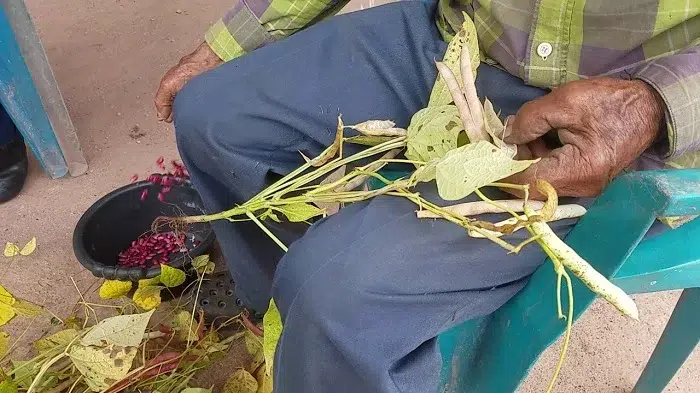 Buenas cosechas de frijol y maíz, pero productores se quejan de intermediarios