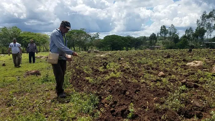 Productores están esperanzados en buen resultado de postrera