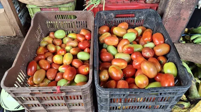 Aumento de precios del tomate en el mercado local de Camoapa
