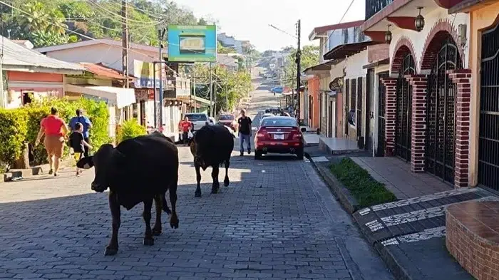 Responsabilidad de dueños de semovientes en accidentes de tránsito