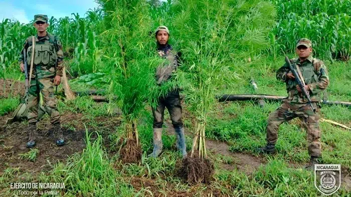 Ejército de Nicaragua incauta y quema más de mil plantas de marihuana en Jinotega