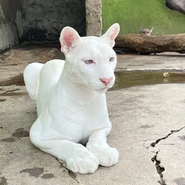 Itzae es una de las únicas tres pumas albinas registradas en el mundo, y la única que ha sido observada tan de cerca desde su nacimiento. Redes Sociales