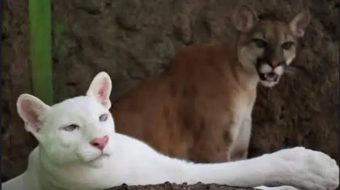 Itzae, la puma albina, celebra su segundo cumpleaños en el Zoológico Thomas Belt