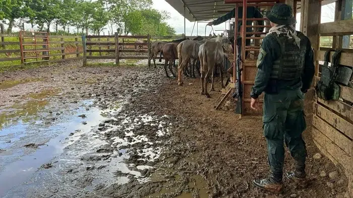 La Policía de Fronteras de Costa Rica evitó el ingreso ilegal de 13 caballos en condiciones deplorables que eran transportados desde Nicaragua. Foto Redes Sociales