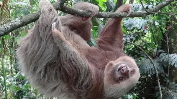 Dedican santuario de osos perezosos en Nicaragua