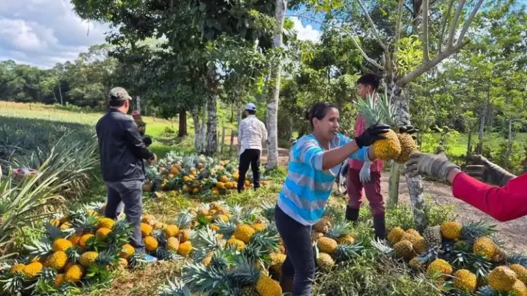 Cosecha de piña en La Dama Más de 200 mil unidades mensuales