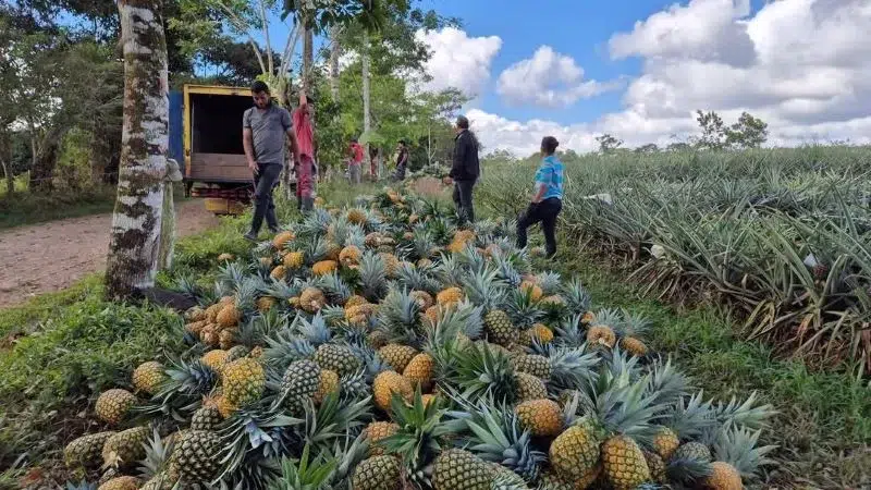 La piña es comercializada principalmente en los mercados de Managua, donde destaca por su calidad, tamaño y sabor
