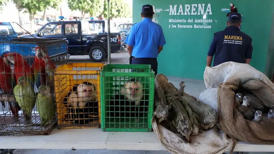 MARENA decomisa 13 animales silvestres en Estelí